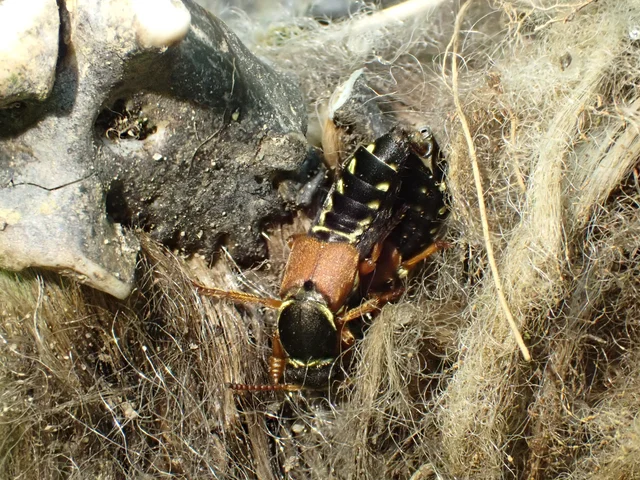 Staphylinus caesareus - aranysujtásos holyva