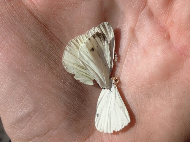 Pieris napi - repcelepke