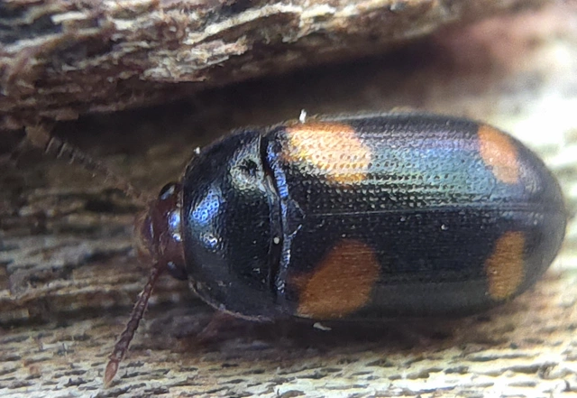 Mycetophagus quadripustulatus - négyfoltos gombabogár