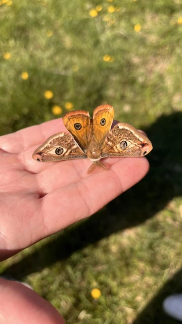 Saturnia pavoniella/pavonia