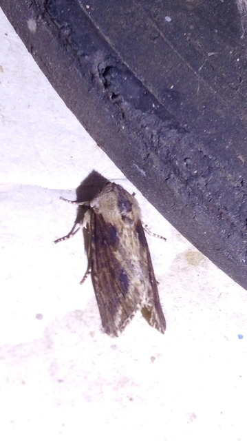 Egira conspicillaris - változékony szürkebagoly