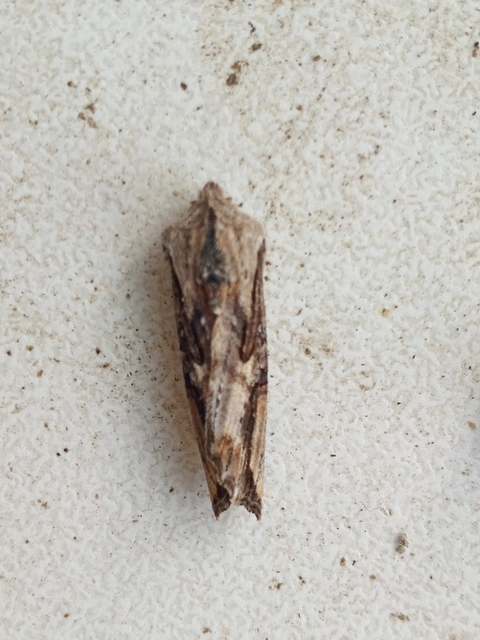 Egira conspicillaris - változékony szürkebagoly