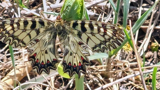 Zerynthia polyxena - farkasalmalepke