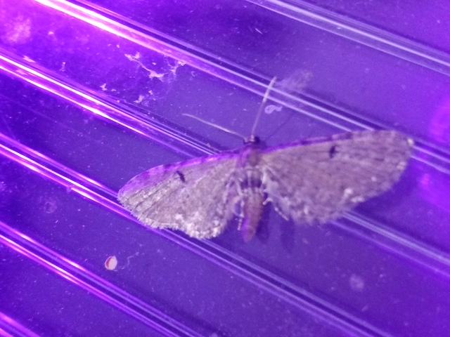 Eupithecia absinthiata - üröm-törpearaszoló