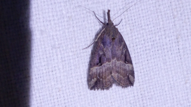 Hypena rostralis - közönséges karcsúbagoly