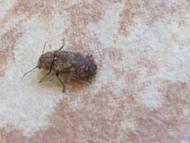 Xestobium rufovillosum - nagy álszú
