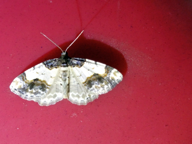 Ligdia adustata - barna levélaraszoló