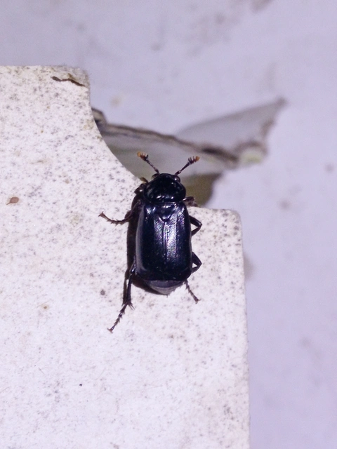 Nicrophorus humator - fekete temetőbogár