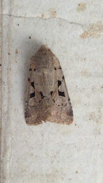 Orthosia gothica - feketefoltos barkabagoly