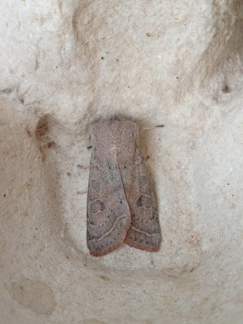 Orthosia gracilis - karcsú barkabagoly
