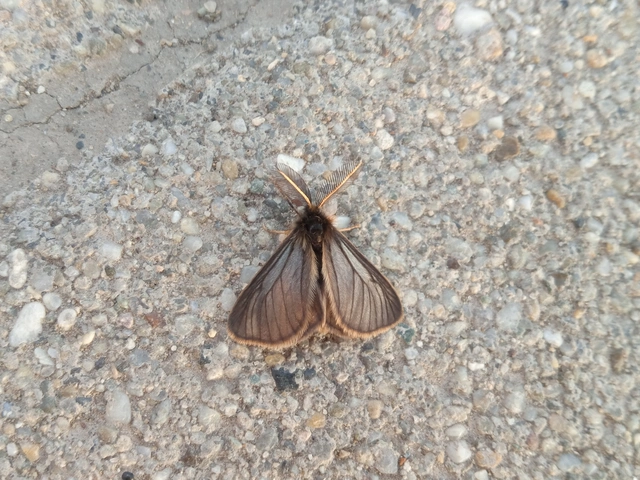 Pentophera morio - réti gyapjaslepke