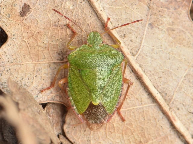 Palomena prasina - zöld bogyómászó-poloska Palomena prasina - zöld bogyómászó-poloska