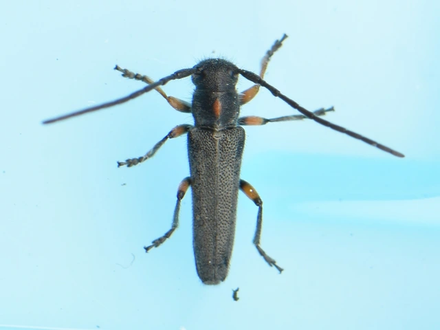Phytoecia pustulata - parányi fűcincér