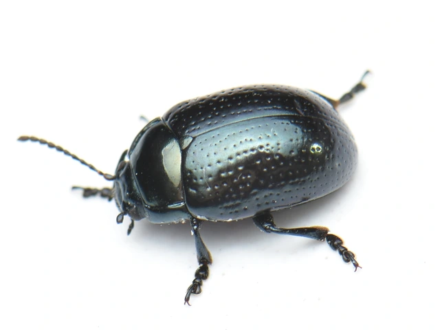 Chrysolina oricalcia - bronzos levélbogár