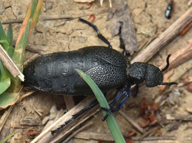 Meloe cicatricosus - óriásnünüke