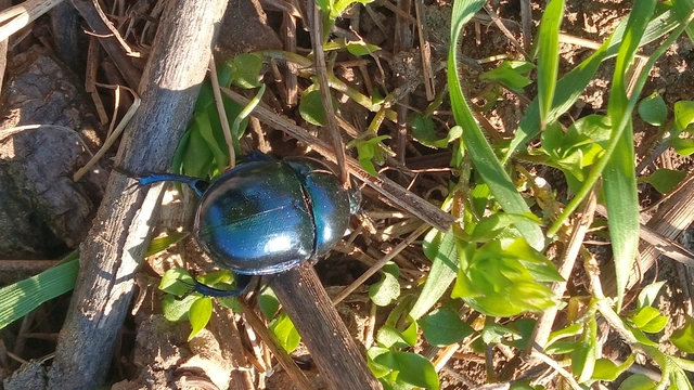 Trypocopris vernalis - tavaszi álganéjtúró