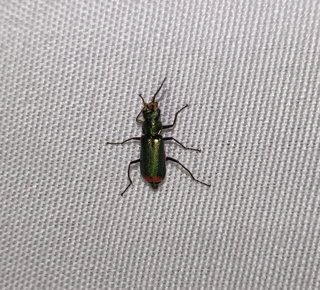 Melyridae - sziklaibogár-félék