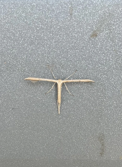 Emmelina monodactyla/argoteles
