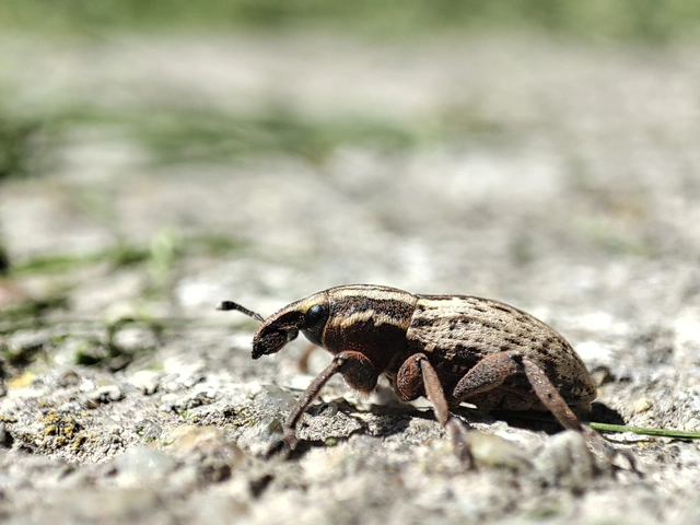 Pseudocleonus cinereus - hamvas barkó