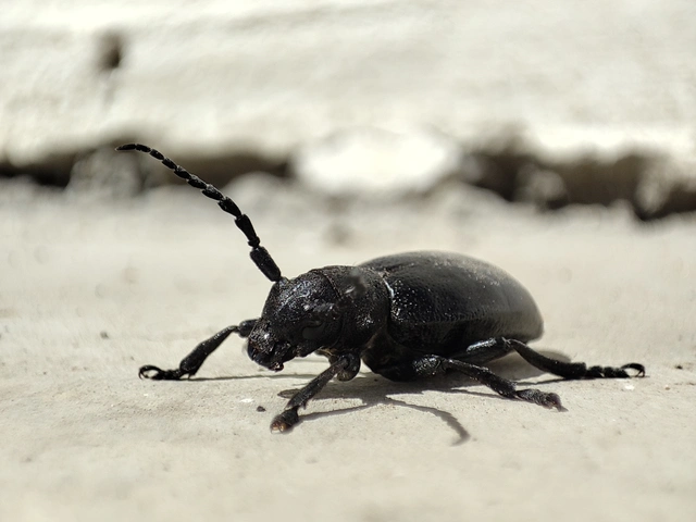 Dorcadion aethiops - fekete gyalogcincér