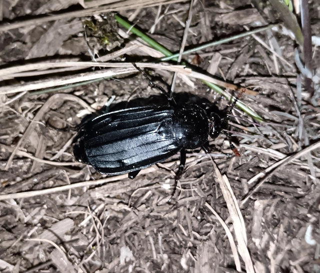 Necrodes littoralis - nagy dögbogár