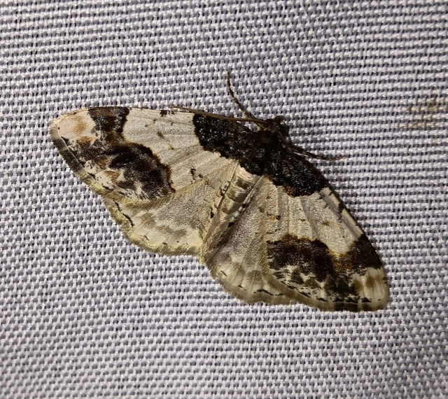 Ligdia adustata - barna levélaraszoló
