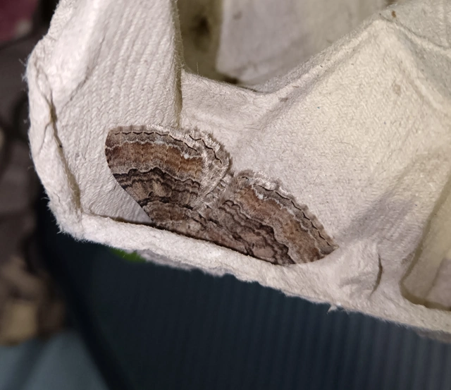 Hydria cervinalis - őzbarna araszoló