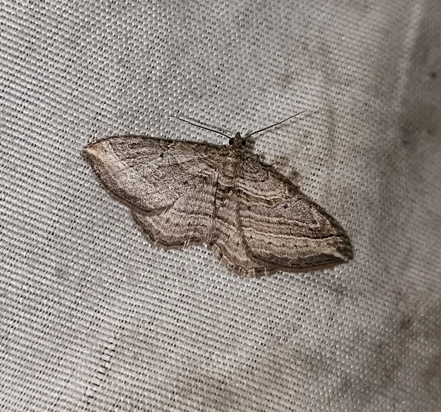 Costaconvexa polygrammata - soksávú araszoló