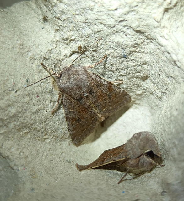 Orthosia incerta - változékony barkabagoly