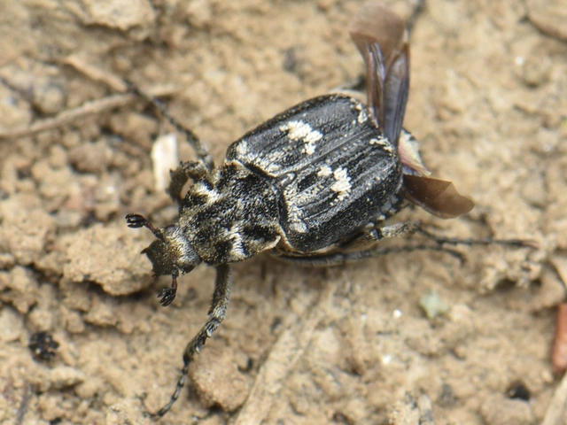 Valgus hemipterus - suta virágbogár