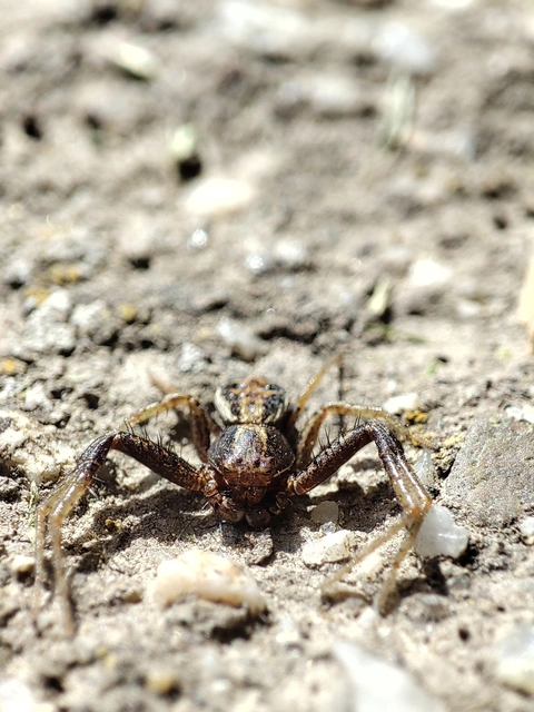 Xysticus