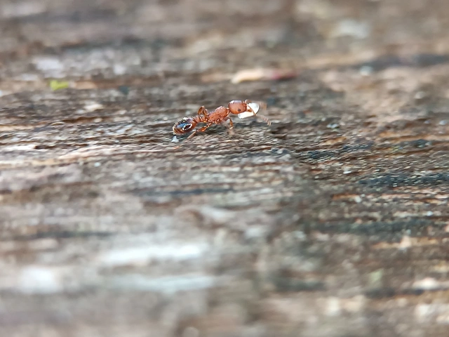 Temnothorax clypeatus - rozsdás kéreghangya