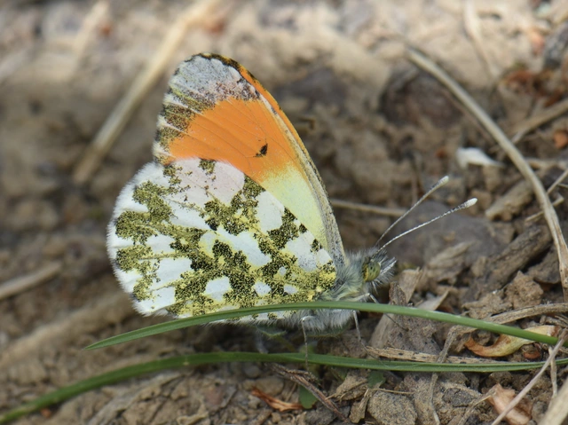 Anthocharis cardamines - hajnalpírlepke
