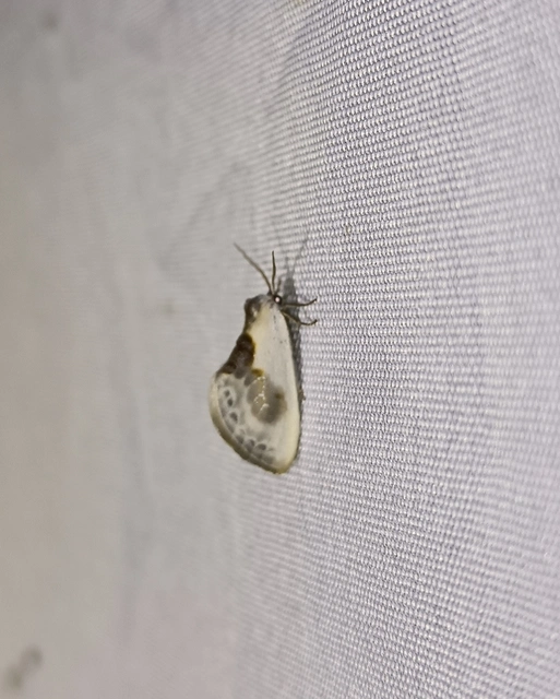 Cilix glaucata - törpe sarlósszövő