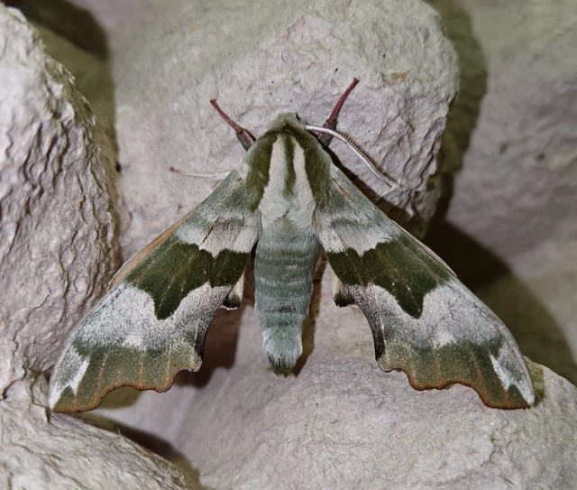 Mimas tiliae - hársfaszender