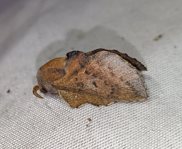 Phyllodesma tremulifolia - nyárlevélpohók
