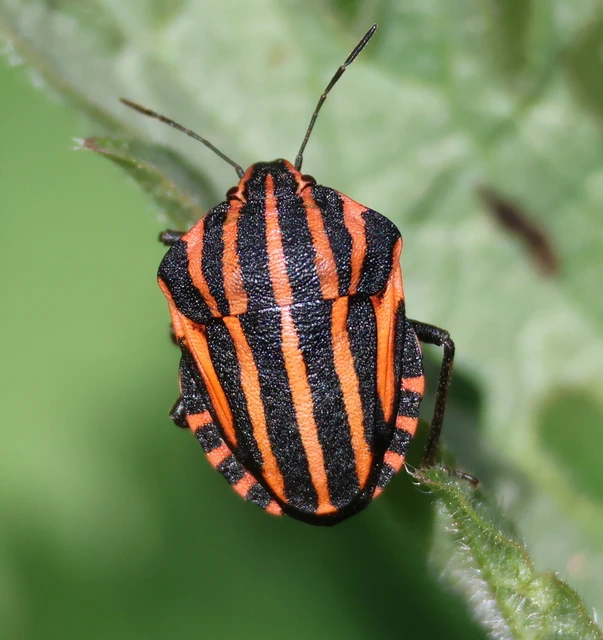 Graphosoma italicum - csíkos pajzsospoloska