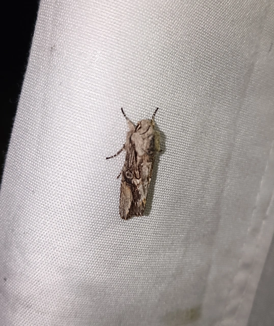Egira conspicillaris - változékony szürkebagoly