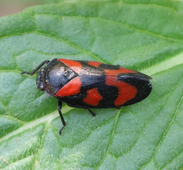 Cercopis vulnerata Cercopis vulnerata