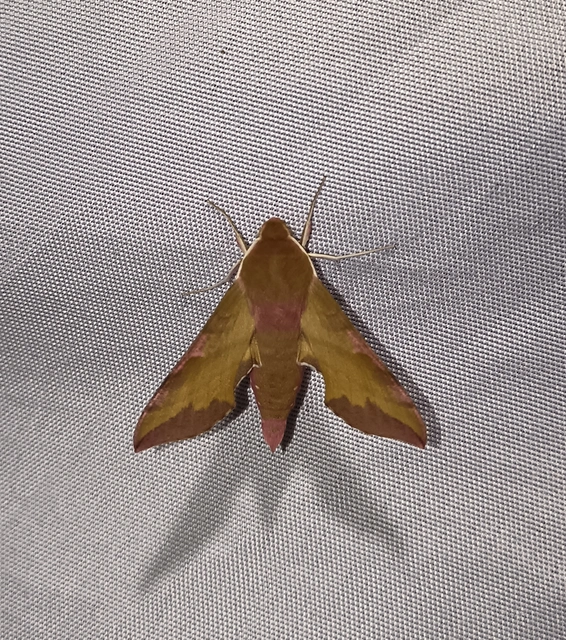 Deilephila porcellus - piros szender