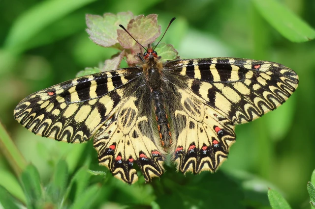 Zerynthia polyxena - farkasalmalepke