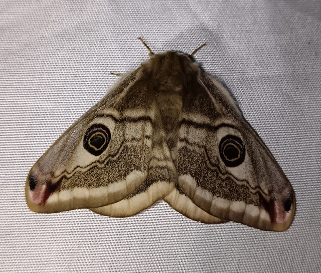 Saturnia pavoniella/pavonia