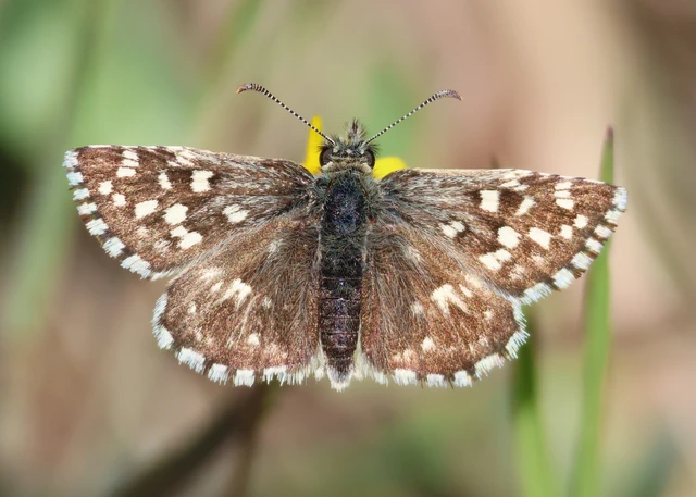Pyrgus malvae - kis busalepke
