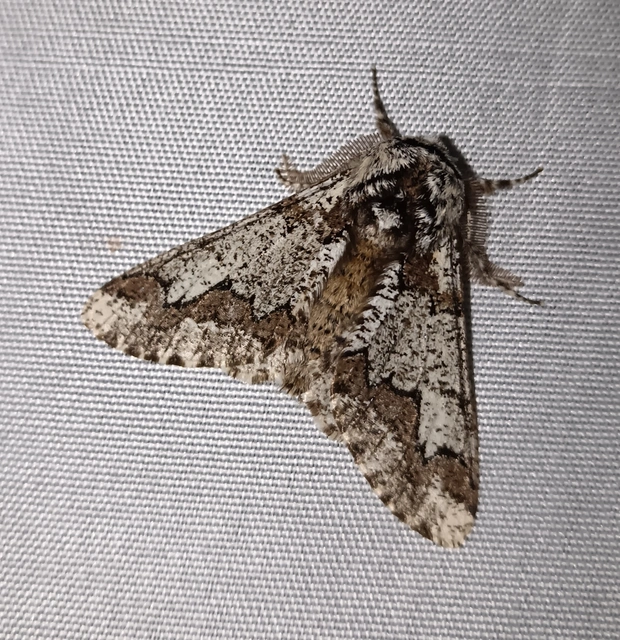 Biston strataria - barnapettyes araszoló