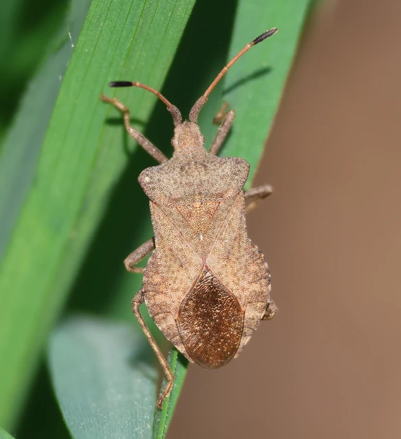 Coreus marginatus - közönséges karimáspoloska