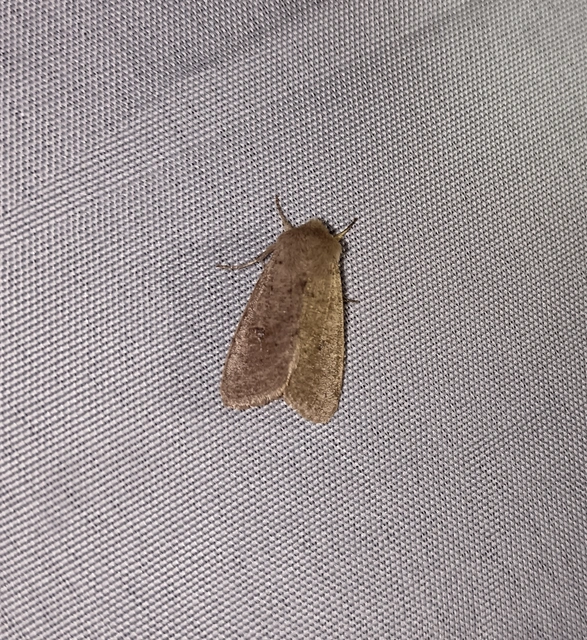 Orthosia cruda - kis barkabagoly