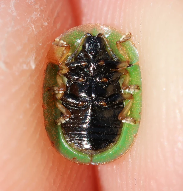 Cassida rubiginosa - lapos pajzsbogár