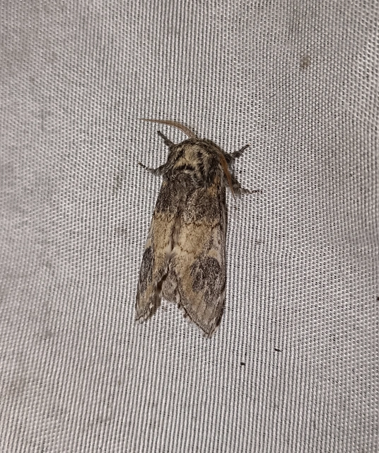 Notodonta tritophus - tarajos púposszövő