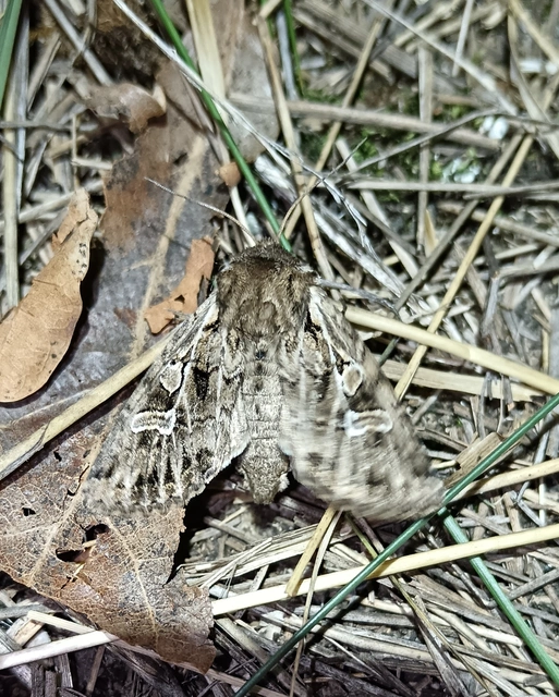 Pachetra sagittigera - nagy fésűsbagoly