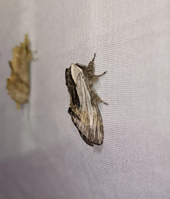 Harpyia milhauseri - pergamen-púposszövő